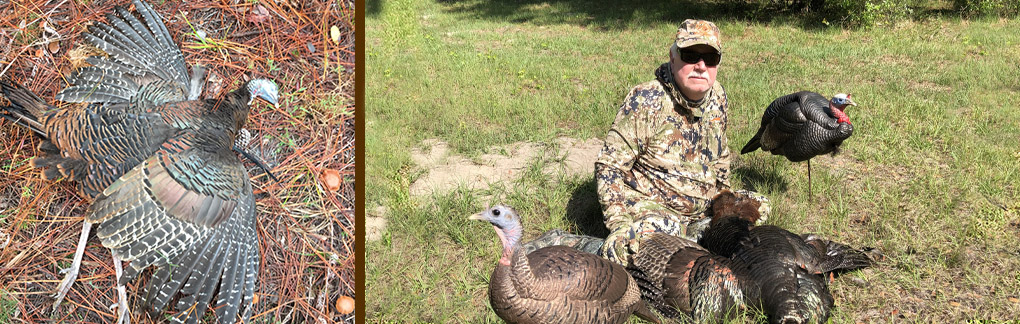 Osceola Turkey Hunting