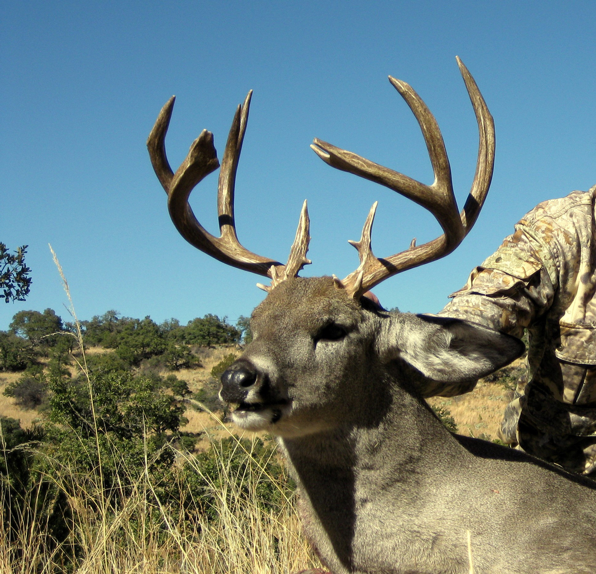 Coues Deer Hunting