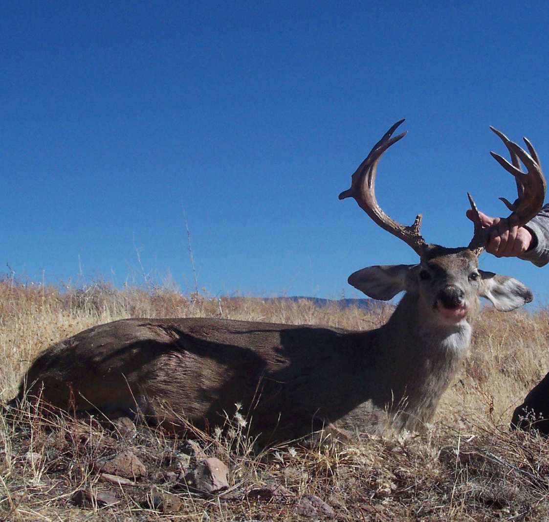 Coues Deer Hunt in MX