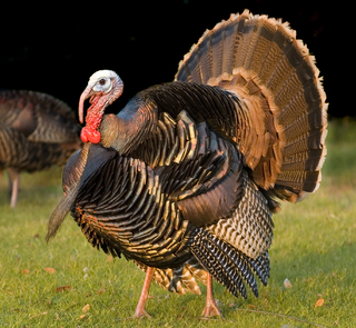 Rio Grande Turkey Hunt, 2016