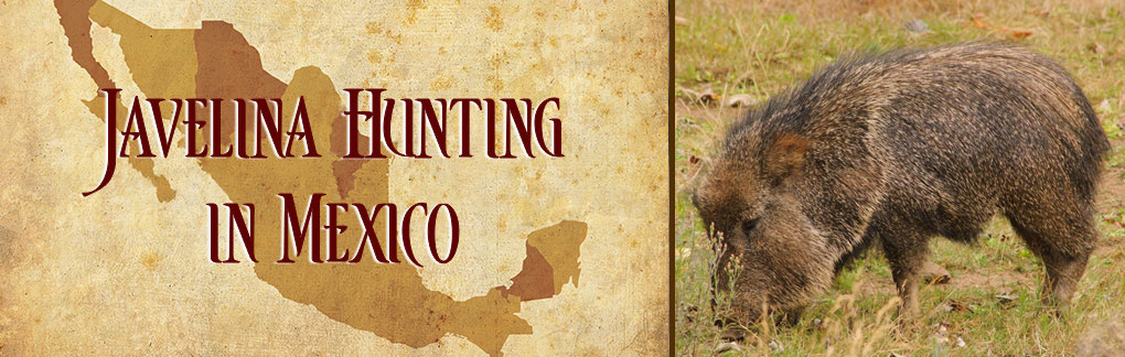 Javelina and Feral Hog Hunting in Mexico