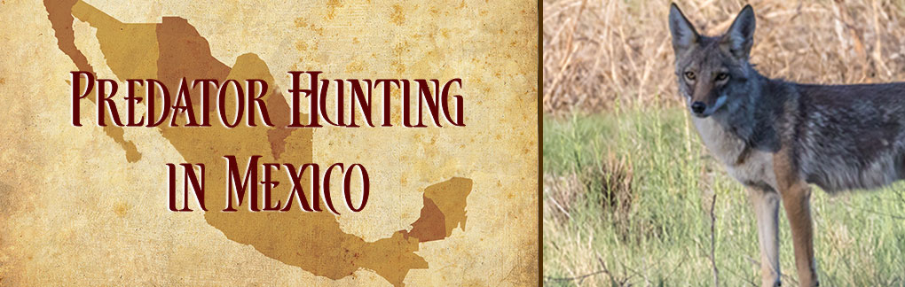 Predator Hunting in Mexico
