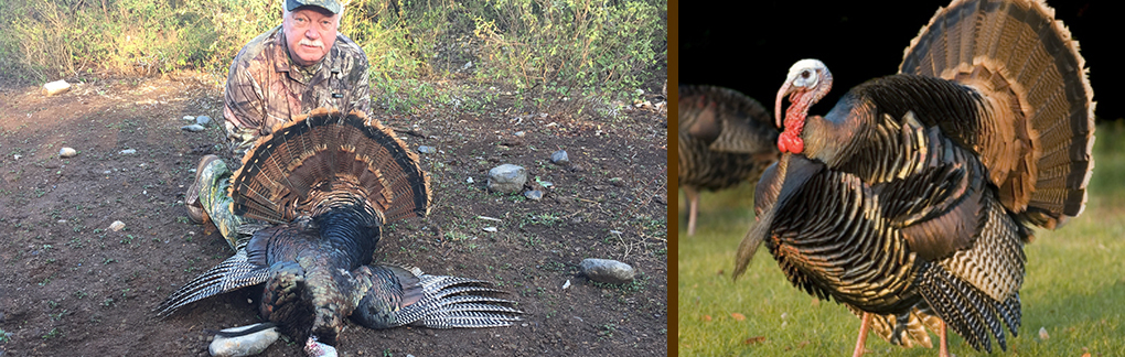Rio Grande Turkey Hunting in Mexico