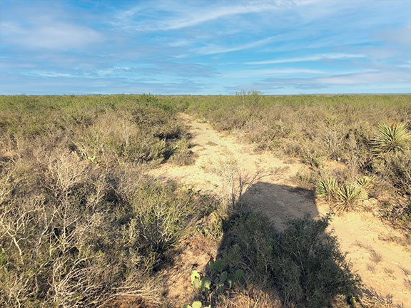 Whitetail Deer Hunting in Mexico